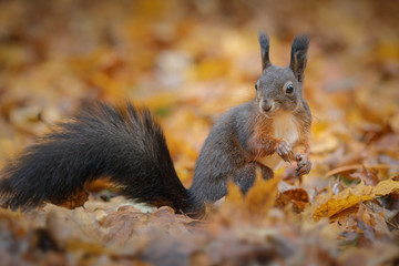 Naklejka na ściany i meble Red squirrel in autumn