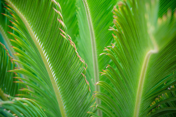 Naklejka na ściany i meble Растительность в тропическом лесу. Пальмовые листья