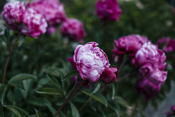 peonies