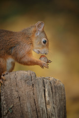 Naklejka na ściany i meble Red squirrel close-up with nut