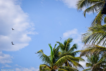 TREES IN THE SKY 2015 GOA