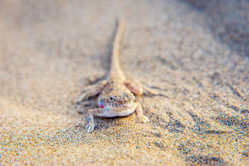 Lizard hiding in the sand in Gobi desert, China