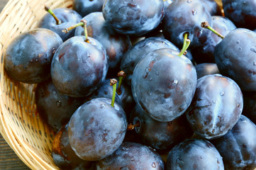 Many fresh Plums or Zwetschge and cut can see the seed in basket on wooden floor.