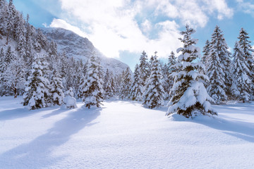 Fototapeta na wymiar Landscape with coniferous trees covered with snow