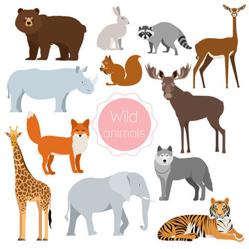 Set with wild animals. Fox, rhino, elephant, bear isolated on white background. Vector illustration