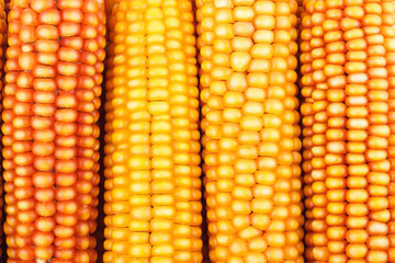 Cobs of dry orange popcorn