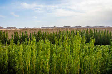 Trees in canyon at Jiaohe ancient ruins, Turpan, Xinjiang Uyghur Autonomous Region, China