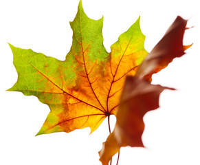 Autumn leaves isolated on white background