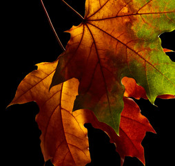 Maple leaves on black background