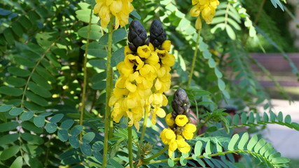 yellow flowers