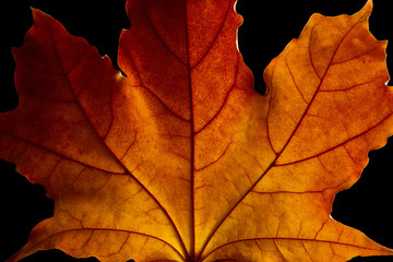 Autumn leaf close up