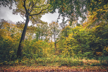 Forest scenery in the fall