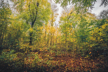 Fototapeta na wymiar Autumn colors in the forest