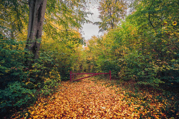 Obraz premium Autumn in the forest with a red gate