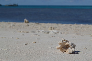 Corallo a Lady Musgrave