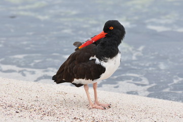 Galapagos Oystercatcher