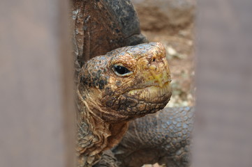 Galapagos tortoise