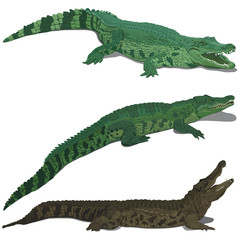 Set of crocodiles