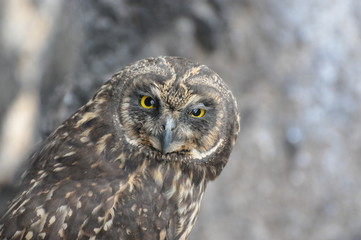 Galapagos Short-Eared Owl