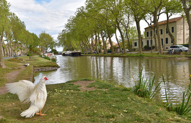 Canal de Jonction at Salleles d'Aude