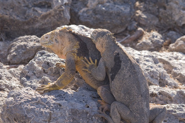 Iguana, South Plaza Island 