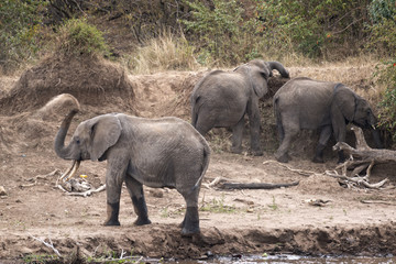 Obraz na płótnie Canvas Herd of African Elephants sandbathing on the river bank