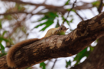 Squirrel eating a mango in a branch.