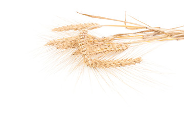 ears of wheat isolated on white