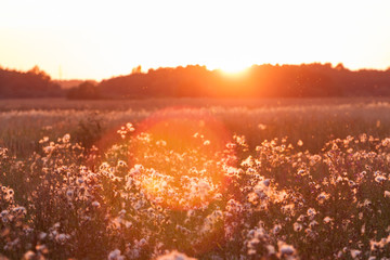 Rural grass on meadow and sunset