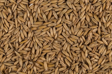 natural oat grains background, closeup