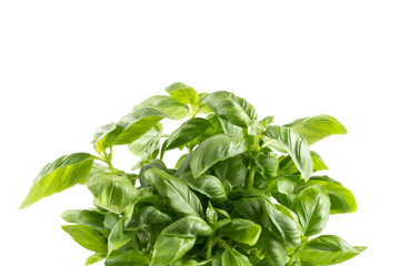 Fresh green leaf basil