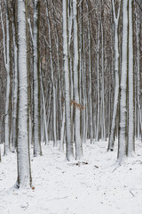 Fototapeta premium Winter forest with snow on trees and floor