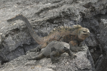 Aggressive Marine Iguanas