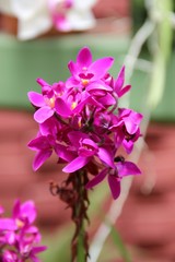 Orchidee 13