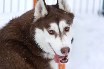 Photos, illustrations et vidéos de husky