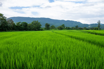 Fototapeta premium Thai agriculture
