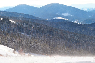 Snowstorm on the hill near the pine forest
