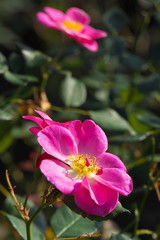 Fototapeta premium ばら