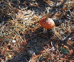 Fliegenpilz in der Herbstsonne