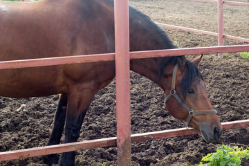 the horse in the paddock