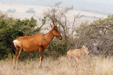 Naklejka na ściany i meble Red Hartebeest standing and watching her baby