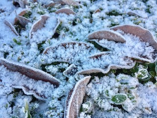 winter garden