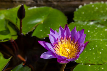 eine lilane Seerose in einem Teich