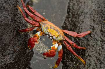 Sally Lightfoot Crab