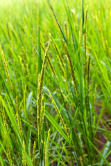 ein Reisfeld in Asien