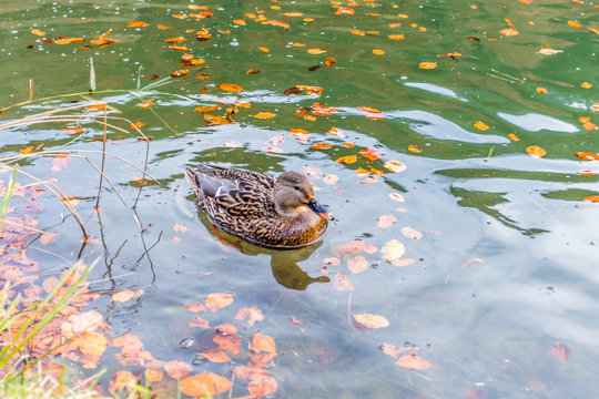 enten