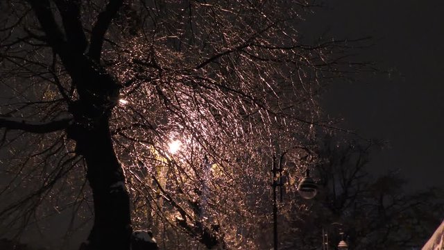 In November the leaves and needles of trees in the city were inside the icicles