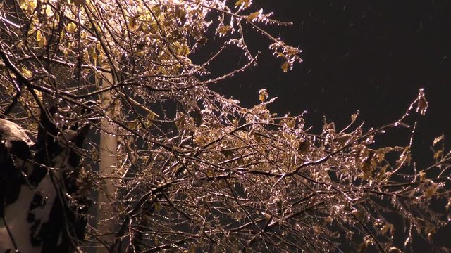 In November the leaves and needles of trees in the city were inside the icicles