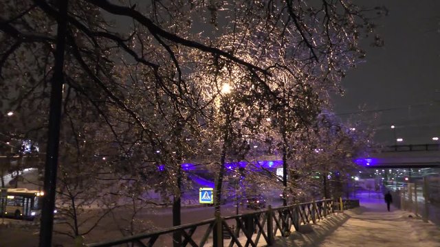 In November the leaves and needles of trees in the city were inside the icicles