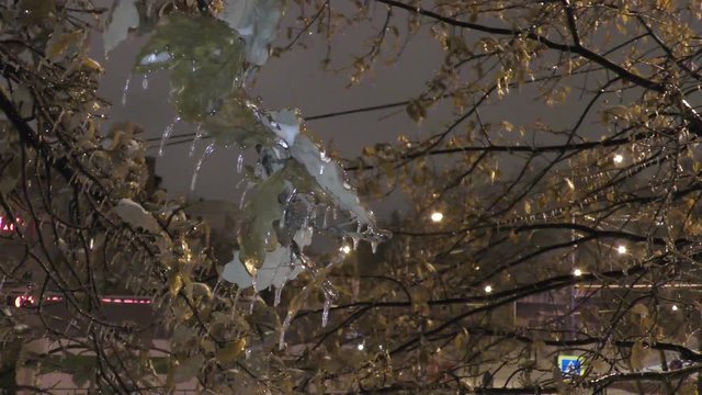 In November the leaves and needles of trees in the city were inside the icicles